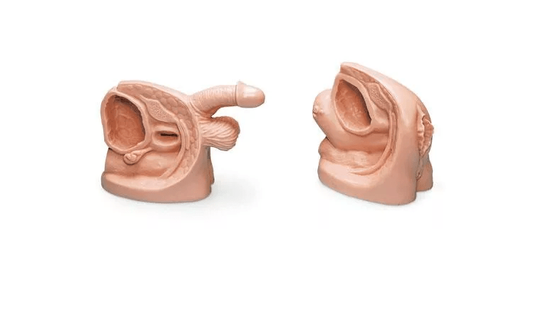 Männliches & weibliches Katheterisierungsmodell - Set - Erler - Zimmer